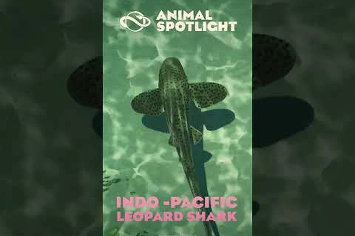 Planet Zoo 2 Blacktip Reef Shark: Aquarium Setup & Care